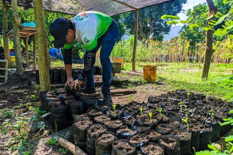 Avanza Elaboracion De Sustrato Organico Y Germinacion De Semillas Para Plan Nacional De Reforestacion En Carabobo